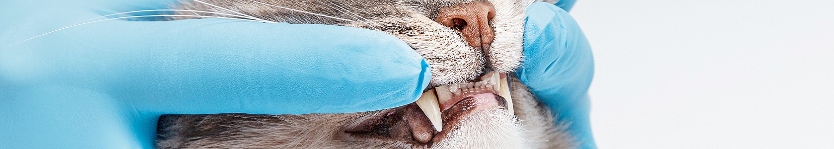 Veterinário examina a boca do gato Veterinário examina a boca do gato